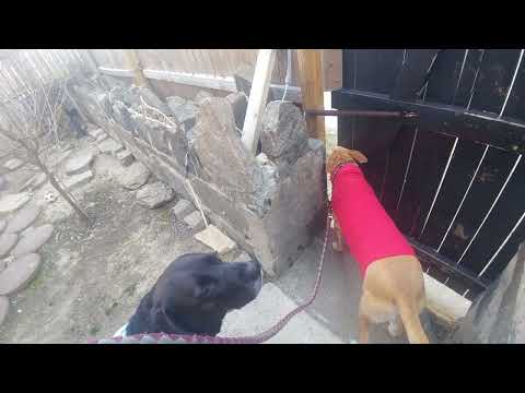 The cold made my dog pee a lot Day 335