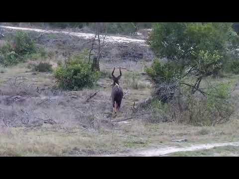 Djuma: Impalas and Nyala bull - 06:52 - 09/24/2022