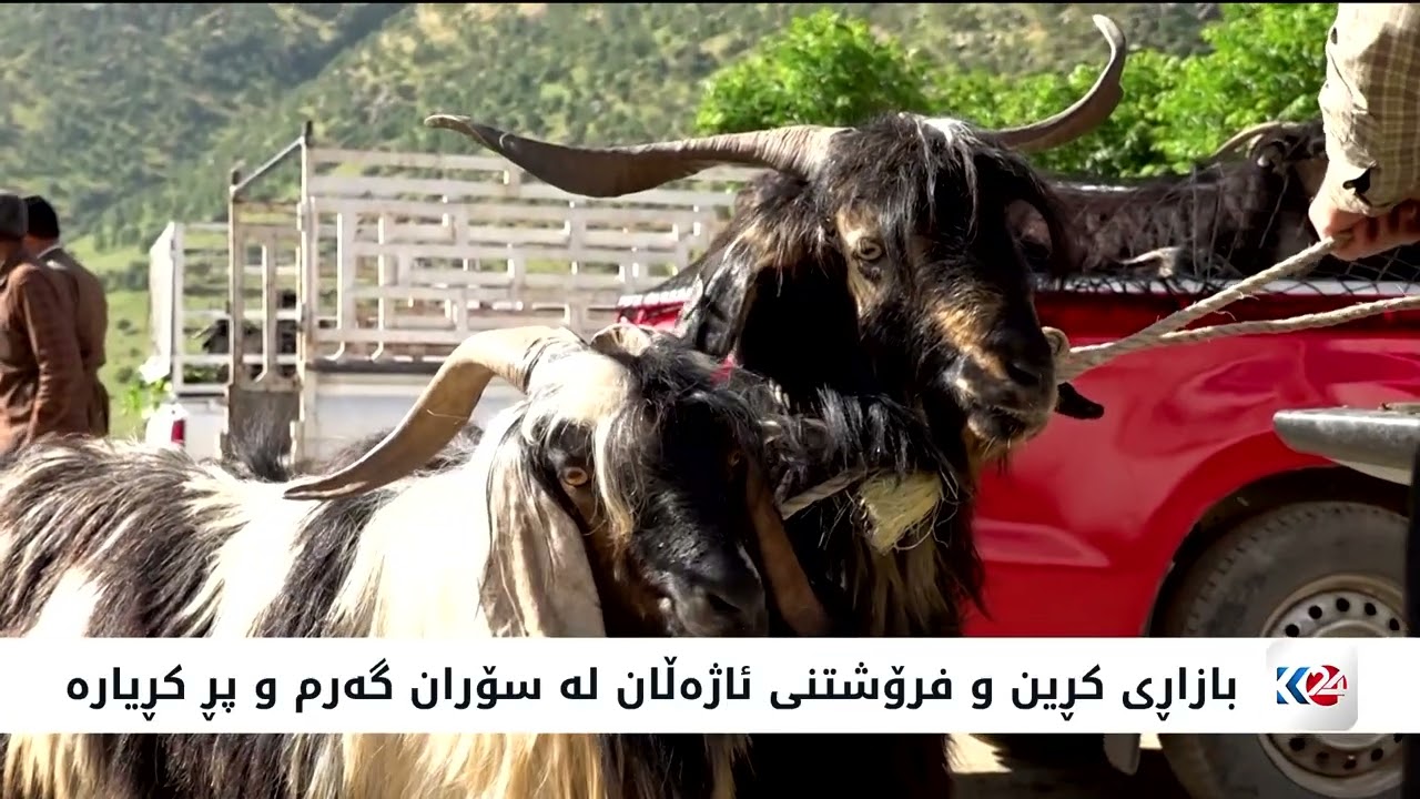 ڤیدیۆ | بازاڕی کڕین و فرۆشتنی ئاژەڵان لە سۆران گەرم و پڕ کڕیارە