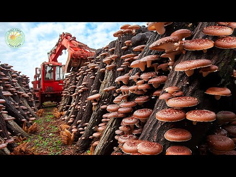 How Japanese Farmers Harvest Millions of Shiitake Mushrooms in Forests
