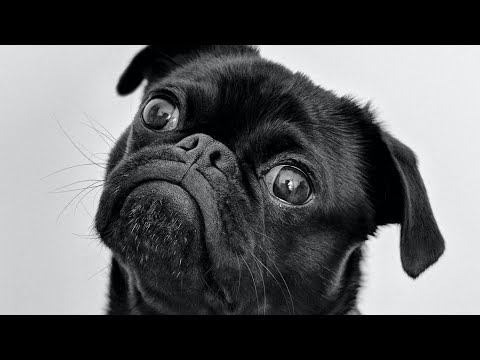 Dogs-funny Dogs video , compilation, Lakshit babu