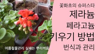 제라늄 키우기 | 제라늄 번식 | 제라늄 가지치기