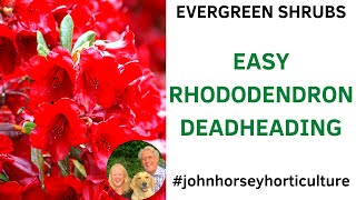 DEADHEADING RHODODENDRONS THE EASY WAY FOR BIG FLOWERS!