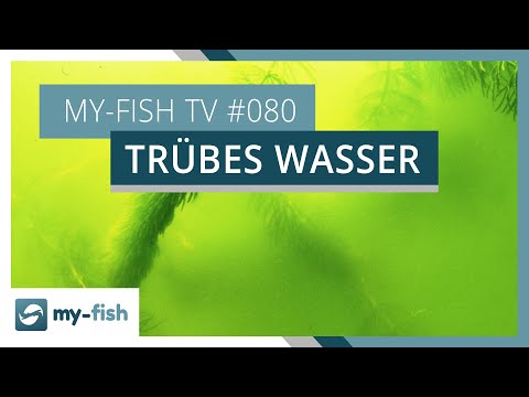 Klares Wasser im Aquarium | my-fish TV #080