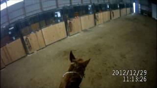 Ty's Horse Cam