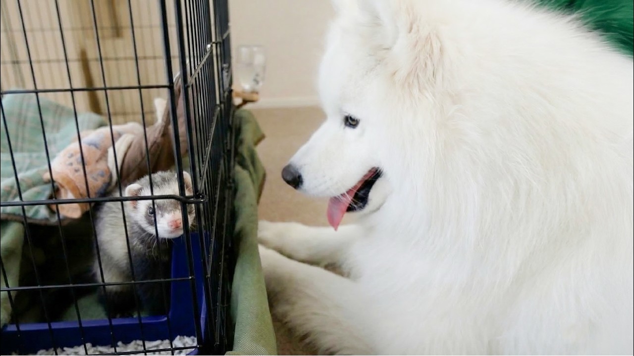 家に来たフェレットが気になりすぎてケージの前から離れなくなった犬がかわいすぎました…