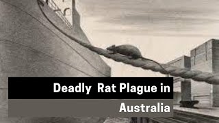 Deadly Rat Plague in Australia