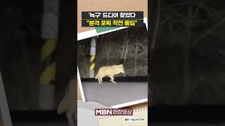 '늑구' 드디어 찾았다...본격 포획 작전 돌입 [현장영상]