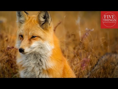 Foxes: Five Fascinating Facts!