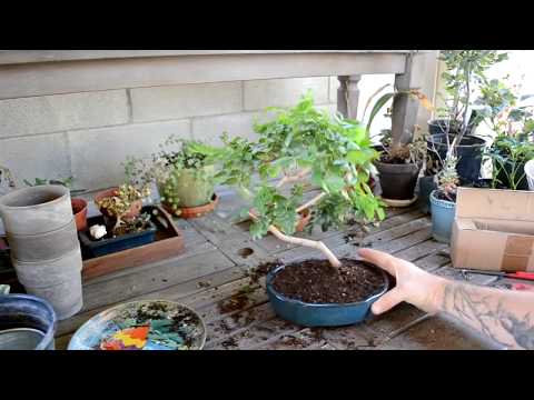 ► How to make bonsai for beginners - HD 2019 - #10 (Bonsai)