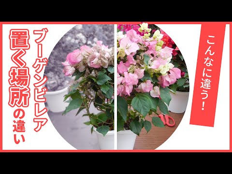 冬のブーゲンビリアの飼い方は？どこに置き、どのような越冬をすれば健康に保てますか？  庭園