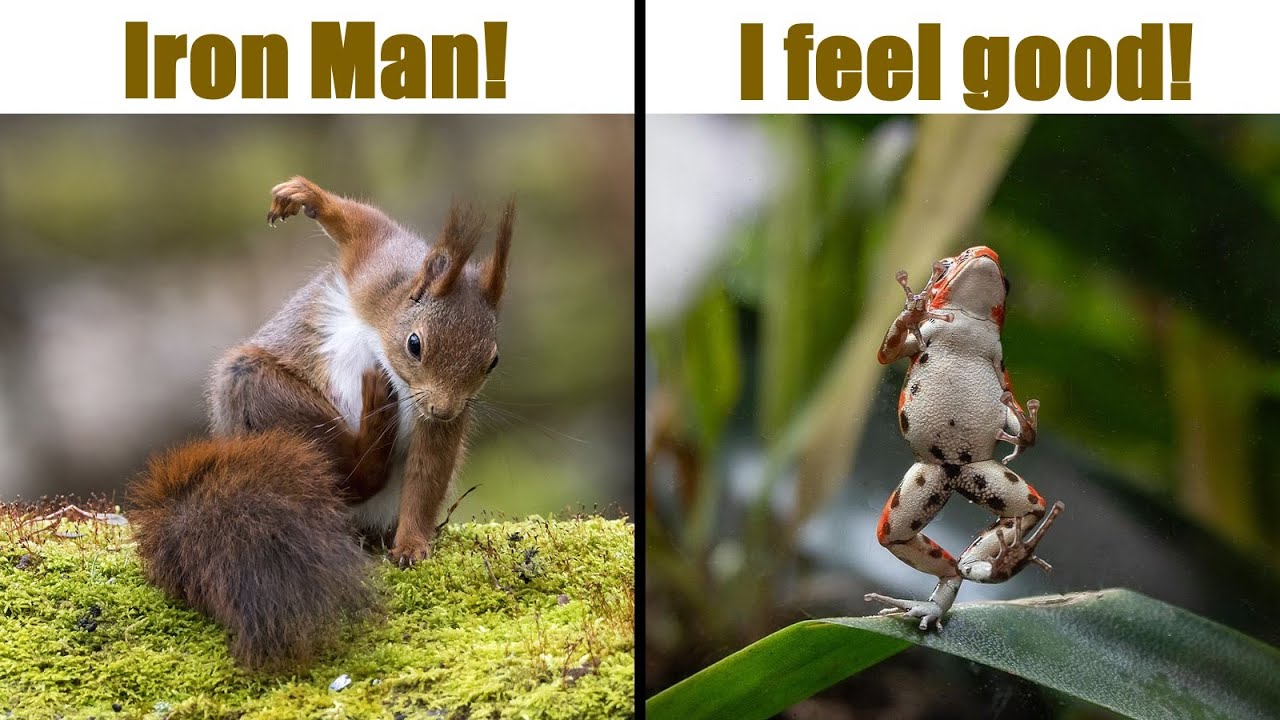 Funny Animals Of Comedy Wildlife Photography Awards #6