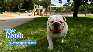 Video preview image #1 Bulldog Puppy For Sale in San Jose, CA, USA