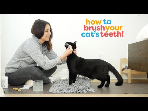 Successfully Brush Your Cat's Teeth With These Training Steps