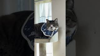 キャットタワーの守り神