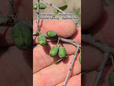 Saving Texas Caper: Native Plant Rescue from Destruction