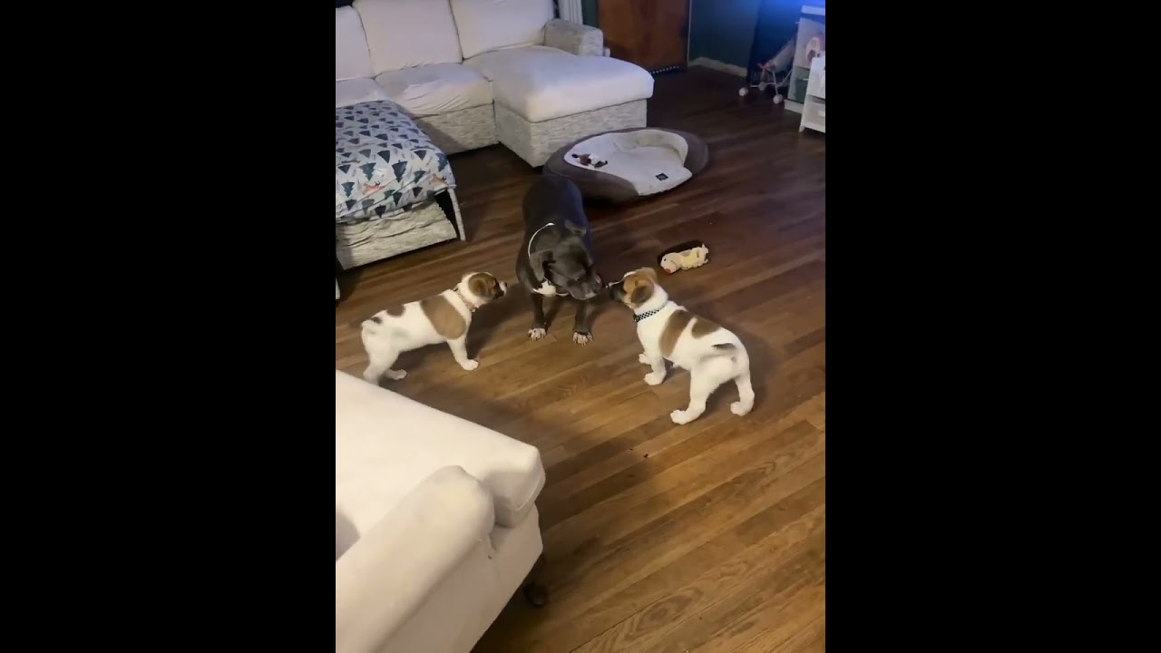 Enlarge Raphael, a ADOPTABLE mixed breed in Crown Point, IN video 6/6