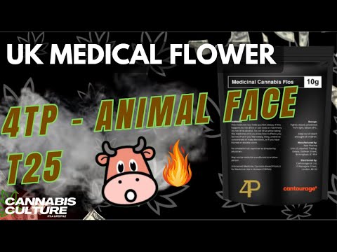 UK MEDICAL FLOWER | 4TP | ANIMAL FACE | T25 | AFC