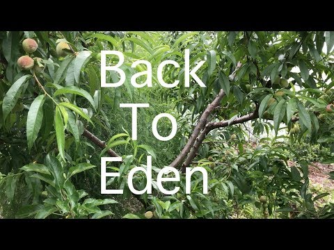 Back To Eden Food Forest