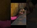 Final Destination Bloodline 2025 The Elevator Scene That Changed EVERYTHING
