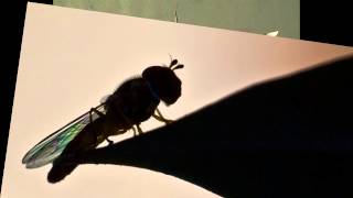 johnny osbourne vs lance herbstrong - Budy Bye - Lulu Rouge Re-Edit.mp4