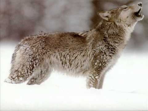 AMAWA'S - Fly Condor