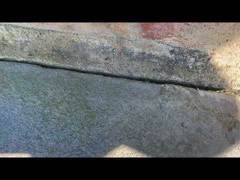 Ants Harboring Under the Cracks in the Walkway in Little Silver, NJ