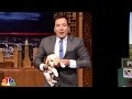 Puppies Predict the 2015 KENTUCKY DERBY - YouTube
