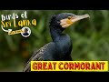 GREAT CORMORANT Birds Of Sri Lanka With Thinev Large Black Shag Cormorant Sound Call