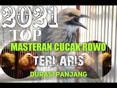 MASTERAN CUCAK ROWO 8 JAM NONSTOP