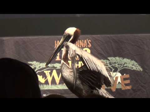 Southeastern Wild Life Expo (SEWE) 2016 - Jack Hanna - Pelican