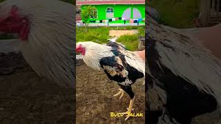 Download lagu Kokokan Ayam Bangkok Jalak | Bulu Jalak | wido #ayambangkok #ayam #jalak mp3