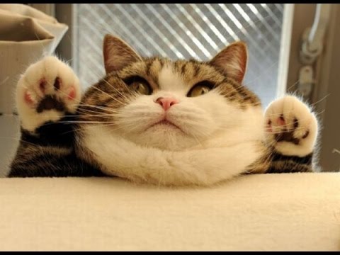 TOP 10 FATTEST CATS!