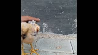 Download lagu Ayam trondol!!! Gak takut|| sama orang?! mp3 Download lagu Ayam trondol!!! Gak takut|| sama orang?! mp3