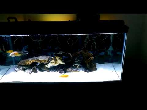 African cichlid tank update.