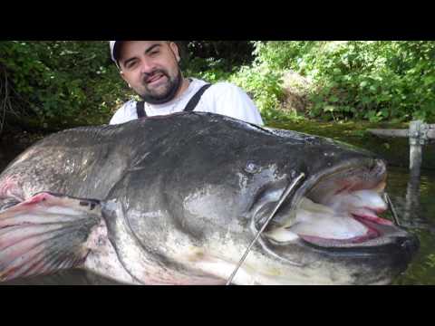 He catches a catfish over 2 m long in the middle of Paris