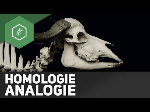 Homologie und Analogie - Evolution
