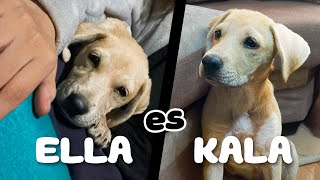 RECIBI EL MEJOR REGALO en AÑO NUEVO 🐕