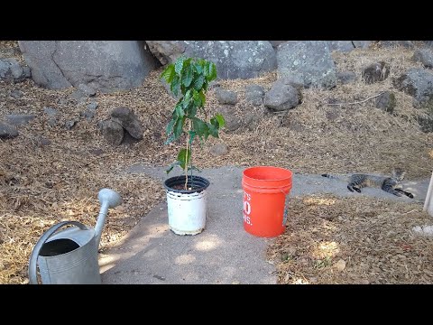 Eliminating ants from potted plants
