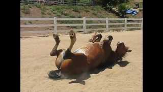 Horse Passing Gas