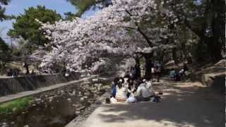 preview picture of video 'Hanami - Shukugawa Park (Nishinomiya)'