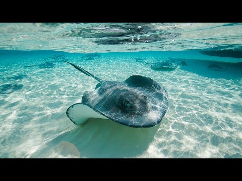 Florida woman recovering from stingray attack shares experience: 'Thought I was going to die'