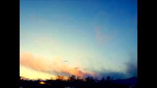 Calla "Love Of Ivah"