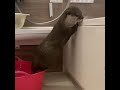 Naughty Otter Qoo Shower Time Cute Otter Shorts