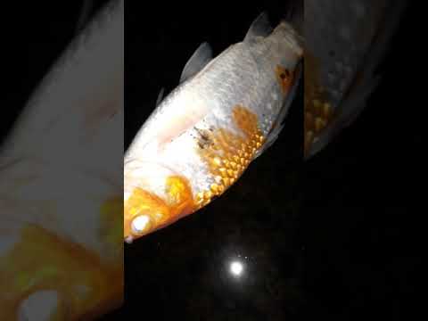 YouTube video about: How to revive a dying koi fish?