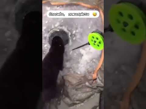 Случай на рыбалке 😂. #ржака #юмор #угар #рыбалка #зверек