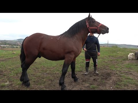 Caii lui Pancica de la Sarmasu, Mures - 2020