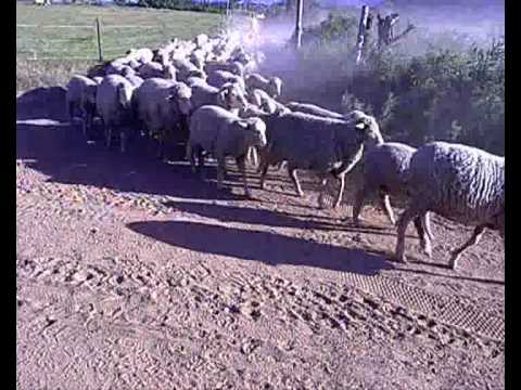 Sheep The lions sleeps tonight