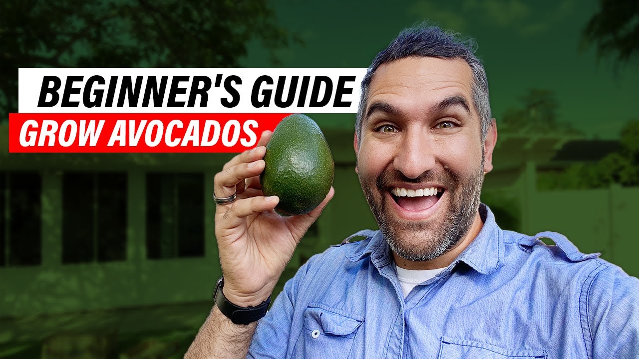 Avocado Tree Care 101: A Comprehensive Guide for Beginners