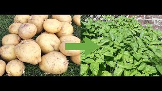 How to Grow Potatoes from Start to Finish (A step-by-step Guide)